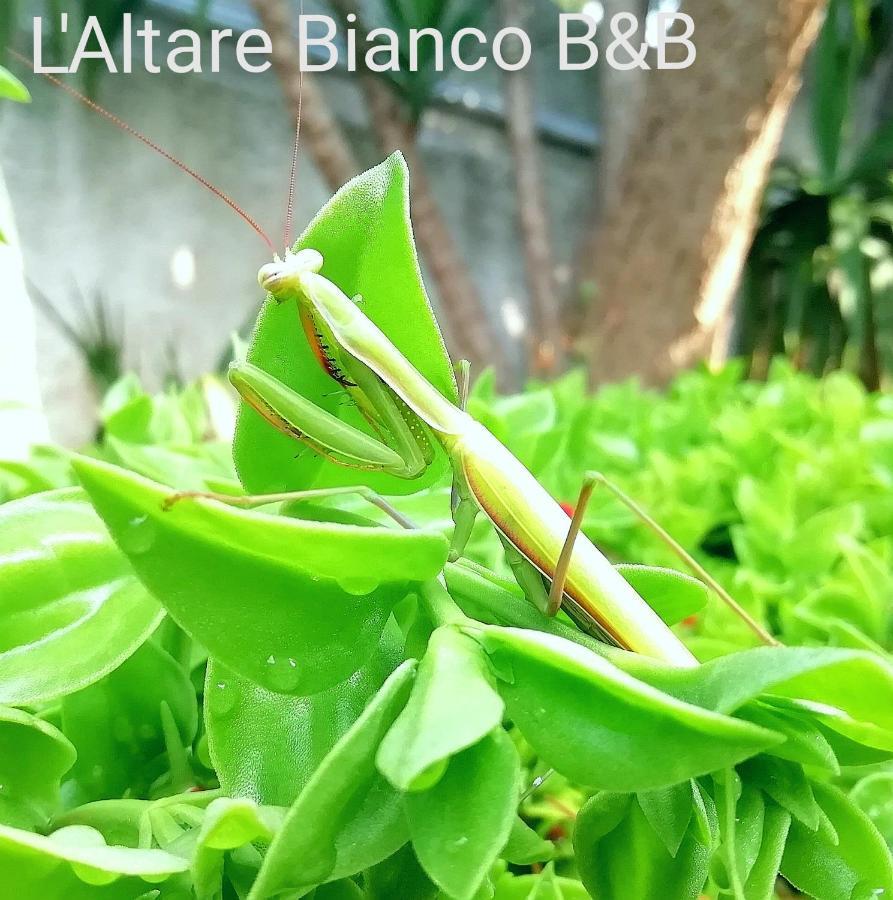 B&B L'Altare Bianco Vieste Zewnętrze zdjęcie