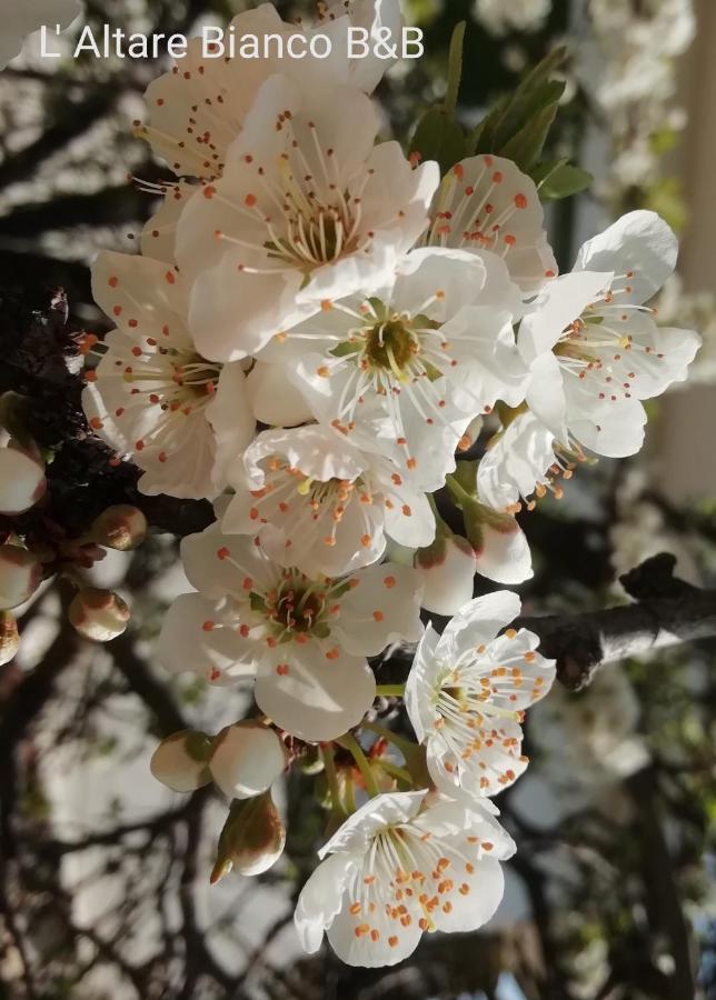 B&B L'Altare Bianco Vieste Zewnętrze zdjęcie